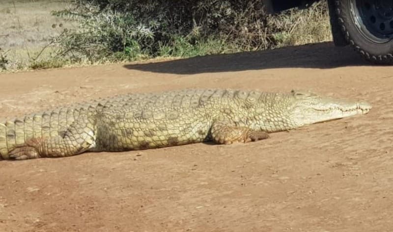 Nairobi National Park, Sheldrick Elephant, Giraffe Centre Tour | ®ExcursionMania - Image 3
