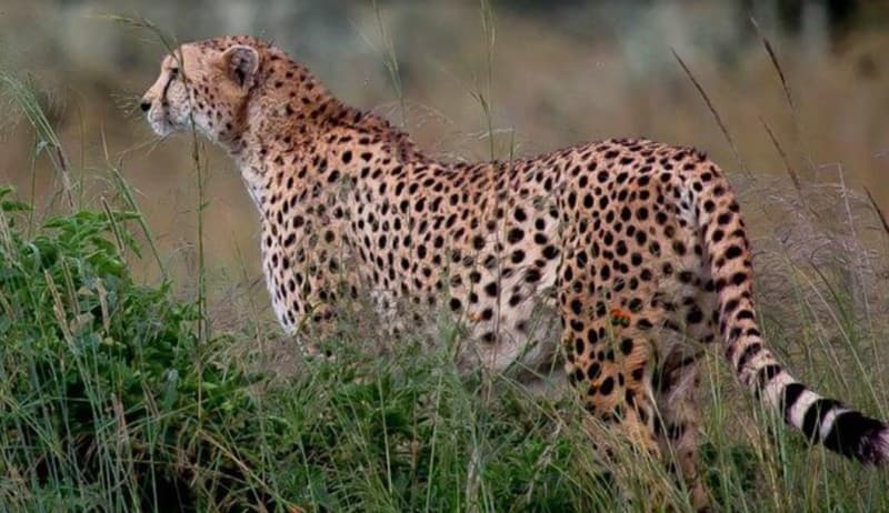 Nairobi National Park, Sheldrick Elephant, Giraffe Centre Tour | ®ExcursionMania