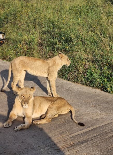 Half-Day Nairobi National Park Safari from Nairobi with Free Pickup | ®ExcursionMania