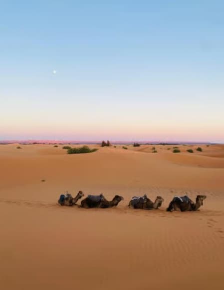 From Fes: 2-Day Desert Tour with Return to Fes or Marrakech | ®ExcursionMania - Image 4