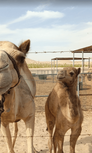 Morning Desert Safari From Abu Dhabi | ®ExcursionMania