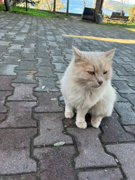 Istanbul: Princess Islands with Lunch and Hotel Transfer | ®ExcursionMania