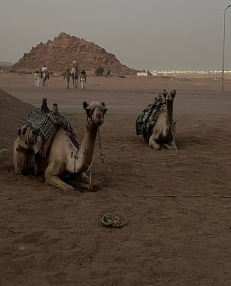 5 in 1 Quads, Camels, Show, Dinner & Star Gazing in Sharm El Sheikh | ®ExcursionMania - Image 1