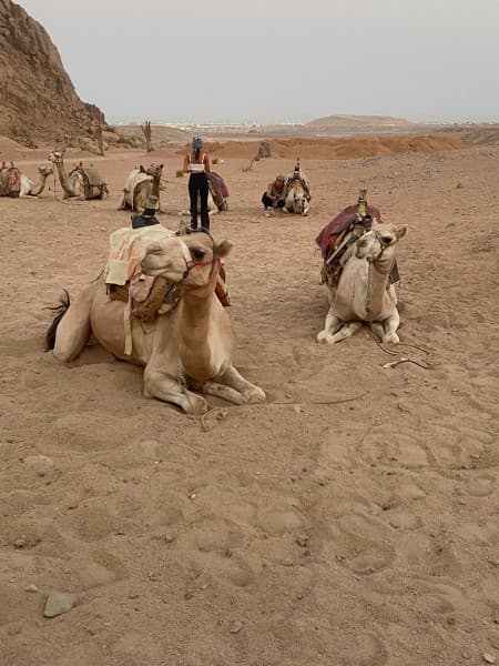 5 in 1 Quads, Camels, Show, Dinner & Star Gazing in Sharm El Sheikh | ®ExcursionMania - Image 4