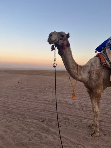 5 in 1 Quads, Camels, Show, Dinner & Star Gazing in Sharm El Sheikh | ®ExcursionMania