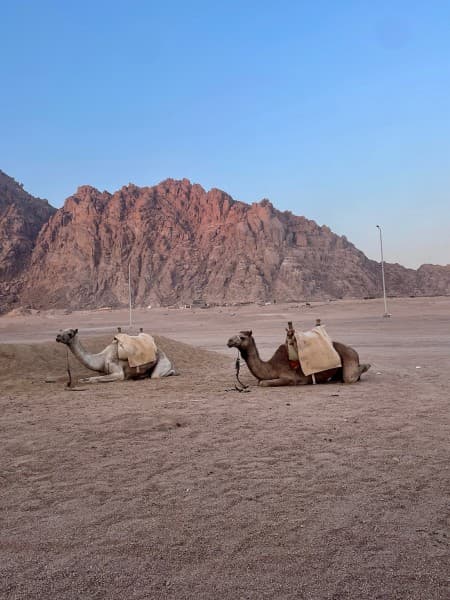 5 in 1 Quads, Camels, Show, Dinner & Star Gazing in Sharm El Sheikh | ®ExcursionMania