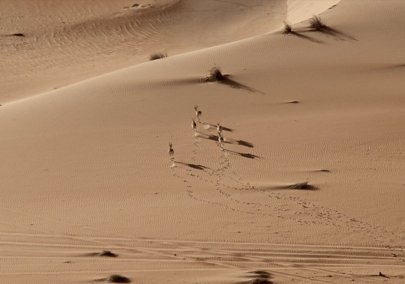 Liwa Full Day Desert Safari from Abu Dhabi | ®ExcursionMania