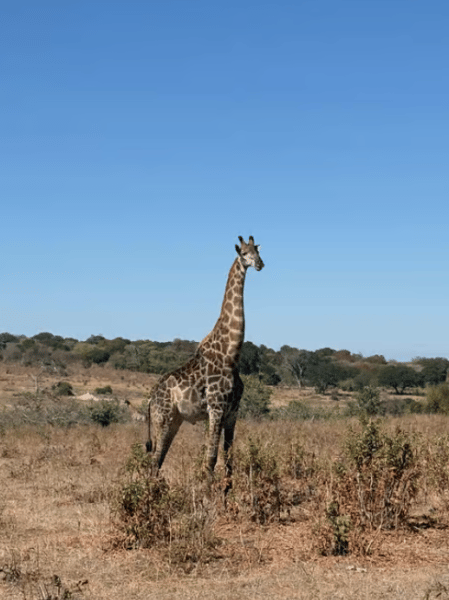 Chobe National Park: Day Trip with River Cruise | ®ExcursionMania - Image 2