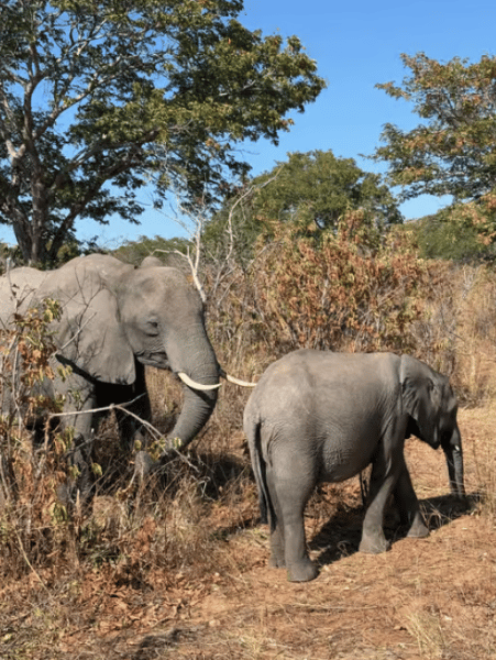 Chobe National Park: Day Trip with River Cruise | ®ExcursionMania - Image 3