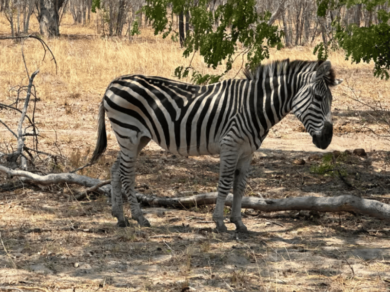Chobe National Park: Day Trip with River Cruise | ®ExcursionMania