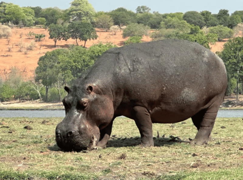 Chobe National Park: Day Trip with River Cruise | ®ExcursionMania
