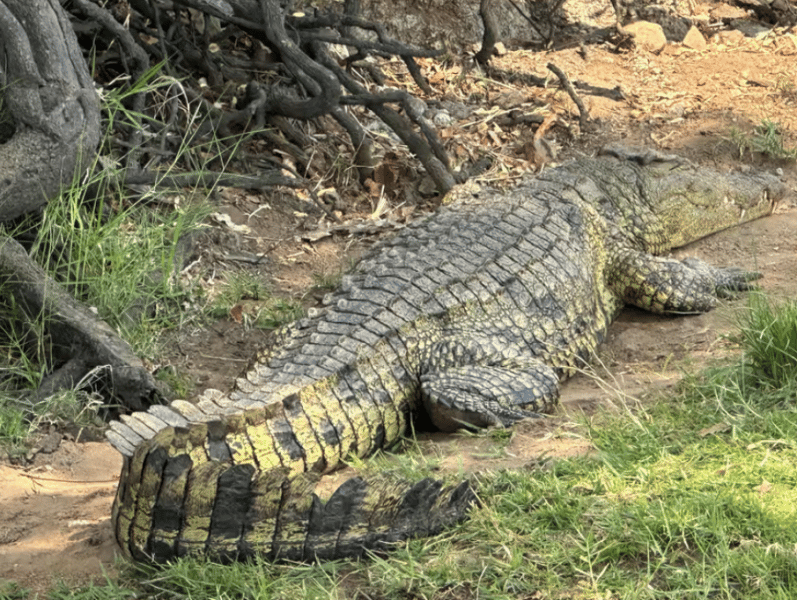 Chobe National Park: Day Trip with River Cruise | ®ExcursionMania