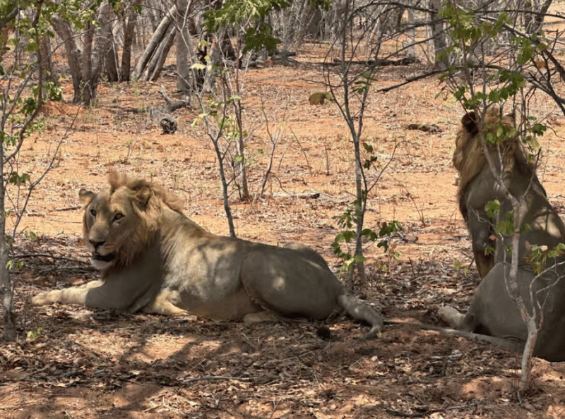 Chobe National Park: Day Trip with River Cruise | ®ExcursionMania