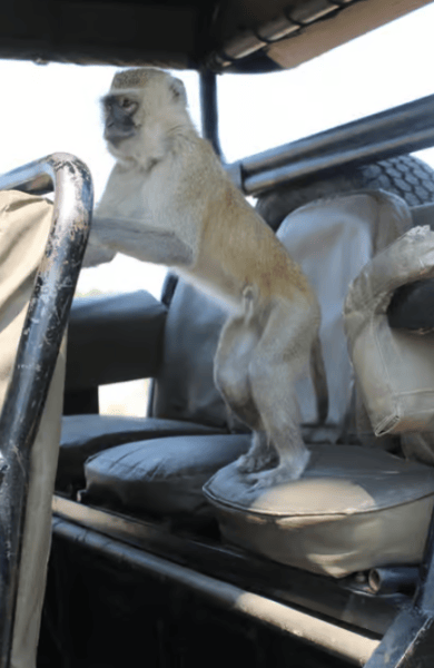 Chobe National Park: Day Trip with River Cruise | ®ExcursionMania