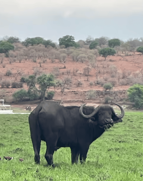 Chobe National Park: Day Trip with River Cruise | ®ExcursionMania