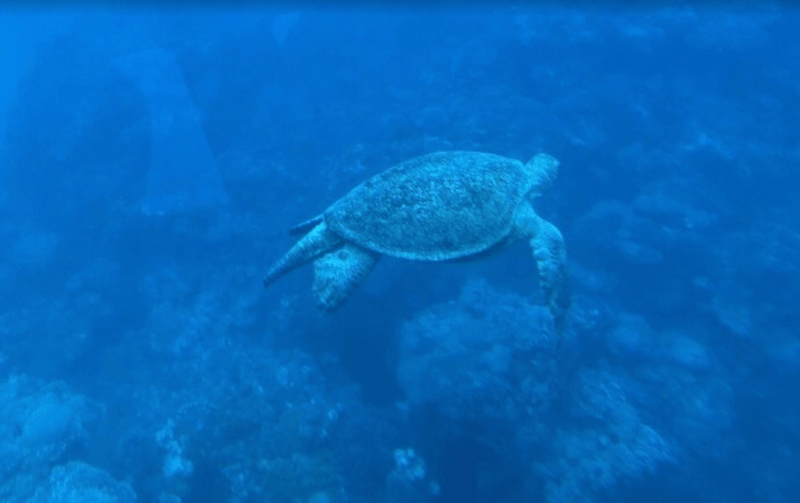 Hurghada: Royal Seascope Submarine Cruise with Snorkel Stop | ®ExcursionMania - Image 1