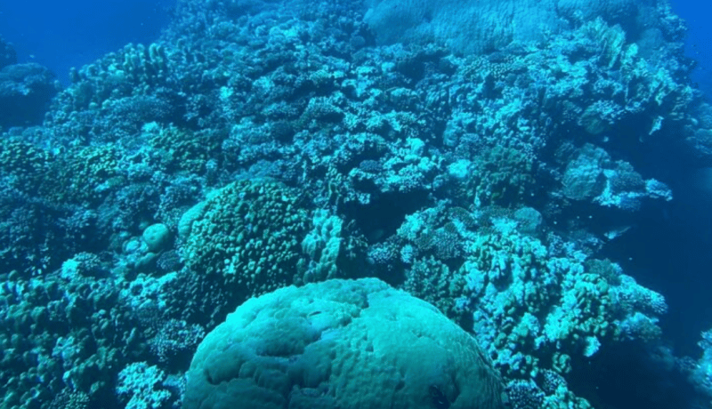 Hurghada: Royal Seascope Submarine Cruise with Snorkel Stop | ®ExcursionMania - Image 2