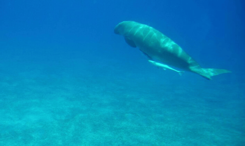 Hurghada: Royal Seascope Submarine Cruise with Snorkel Stop | ®ExcursionMania - Image 3