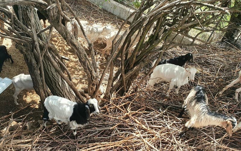 Side Ormana Village & Altinbesik Cave Tour | ®ExcursionMania - Image 3