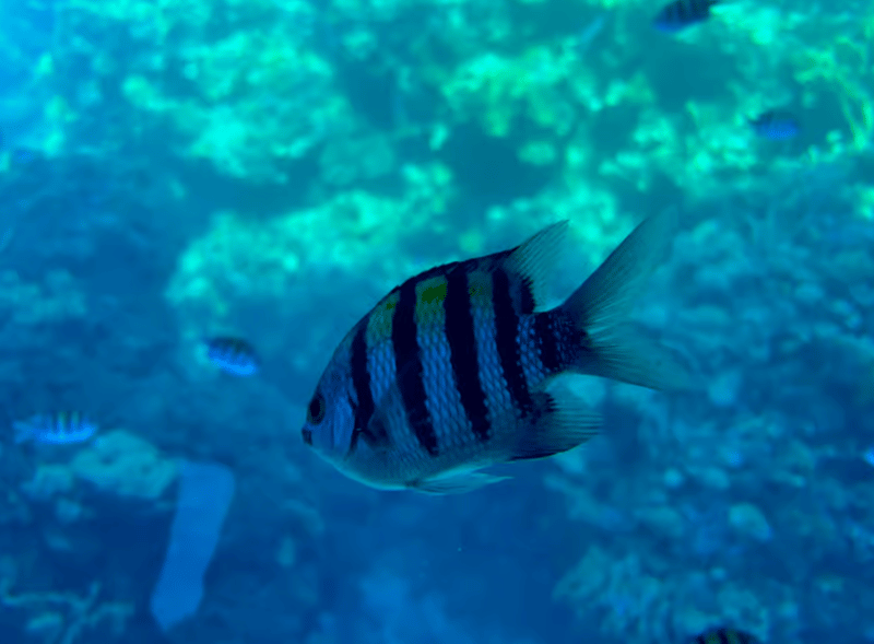 Sharm El-Sheikh: Seascope Submarine boat cruise with pickup | ®ExcursionMania