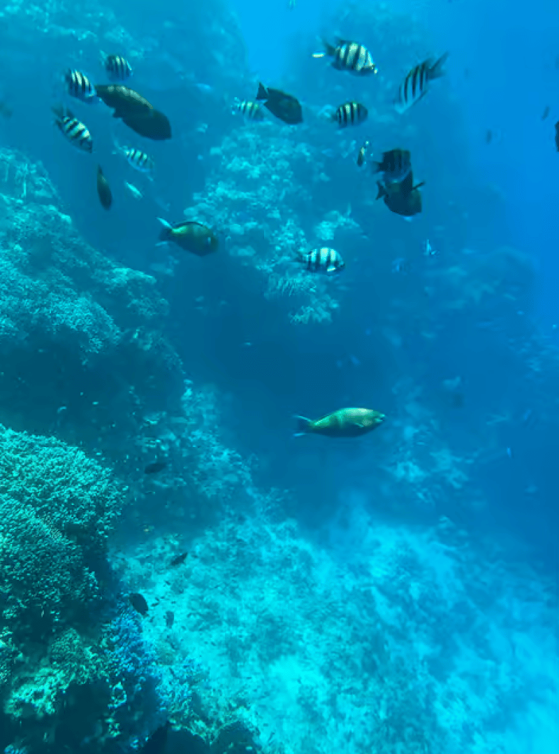 Sharm El-Sheikh: Seascope Submarine boat cruise with pickup | ®ExcursionMania