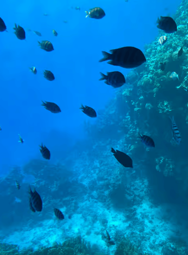 Sharm El-Sheikh: Seascope Submarine boat cruise with pickup | ®ExcursionMania