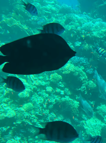 Sharm El-Sheikh: Royal Seascope Submarine Cruise with Pickup | ®ExcursionMania - Image 1