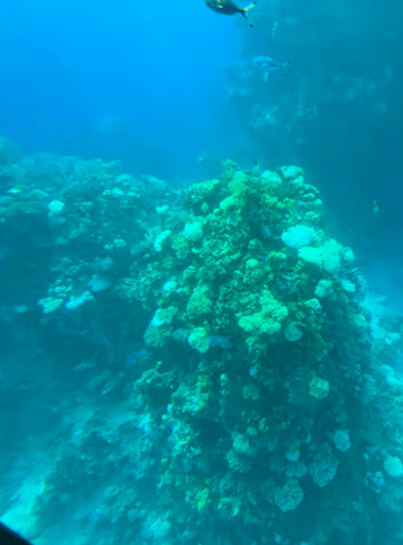 Sharm El-Sheikh: Royal Seascope Submarine Cruise with Pickup | ®ExcursionMania - Image 4