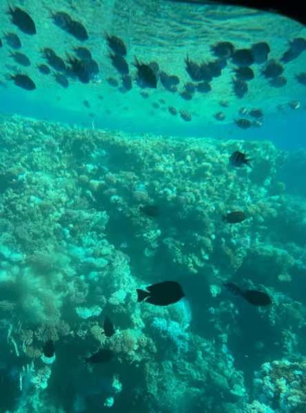 Sharm El-Sheikh: Royal Seascope Submarine Cruise with Pickup | ®ExcursionMania