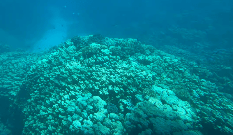 From Safaga: Royal Seascope Submarine with Snorkeling | ®ExcursionMania - Image 2