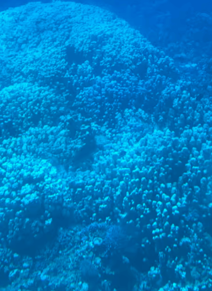 From Safaga: Royal Seascope Submarine with Snorkeling | ®ExcursionMania