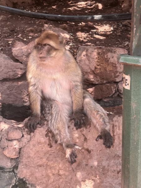 From Marrakech: Ouzoud Waterfalls Guided Hike and Boat Trip | ®ExcursionMania - Image 2