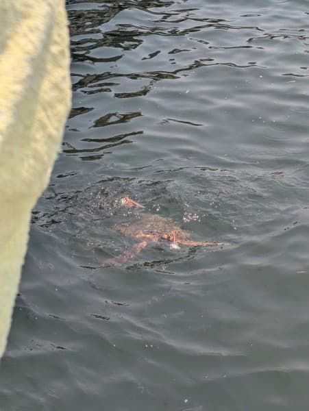 Last Day Marmaris Turtle Beach Tour With Dalaman Airport | ®ExcursionMania