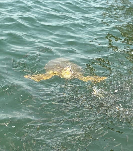 Last Day Marmaris Turtle Beach Tour With Dalaman Airport | ®ExcursionMania