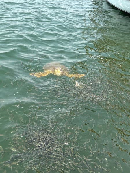 Last Day Marmaris Turtle Beach Tour With Dalaman Airport | ®ExcursionMania