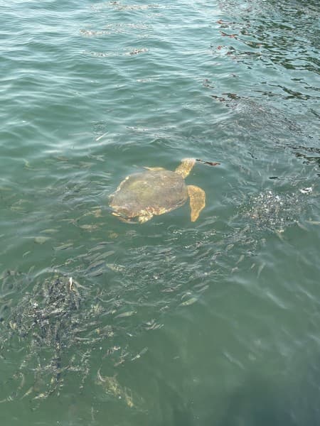 Last Day Marmaris Turtle Beach Tour With Dalaman Airport | ®ExcursionMania