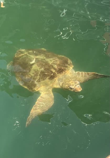 Last Day Marmaris Turtle Beach Tour With Dalaman Airport | ®ExcursionMania