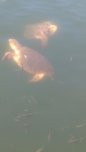 Last Day Marmaris Turtle Beach Tour With Dalaman Airport | ®ExcursionMania