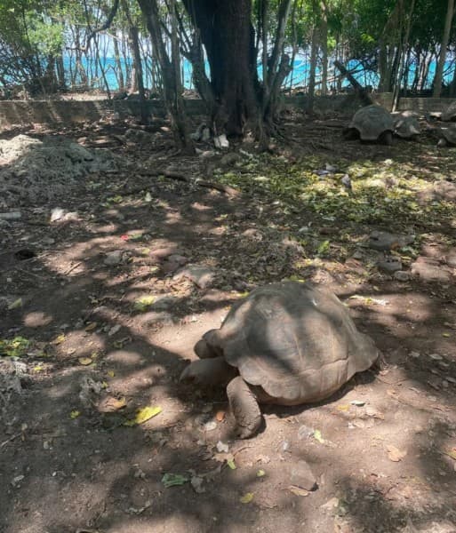 From Jambian/Paje: Prison Island and Nakupenda Sandbank Tour | ®ExcursionMania - Image 2