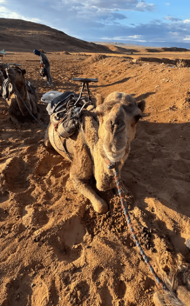 From Marrakech: Zagora 2-Day Desert Safari with Food & Camp | ®ExcursionMania