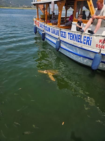 From Fethiye: Dalyan Mud Baths and Turtle Beach Day Tour | ®ExcursionMania - Image 1