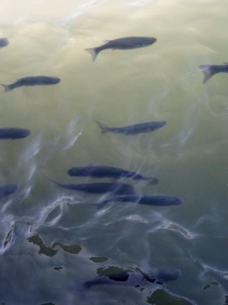 From Fethiye: Dalyan Mud Baths and Turtle Beach Day Tour | ®ExcursionMania