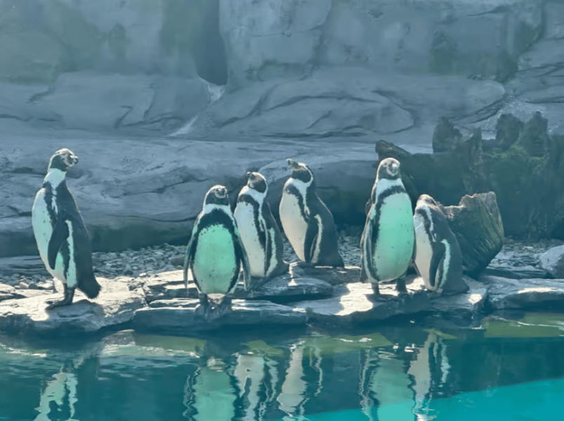 Krakow: Zoo with Hotel Pickup | ®ExcursionMania - Image 3