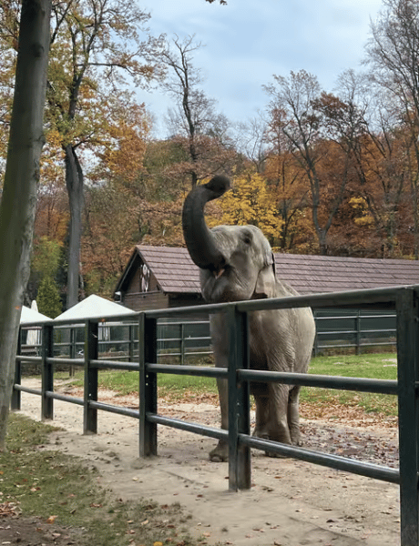 Krakow: Zoo with Hotel Pickup | ®ExcursionMania - Image 4