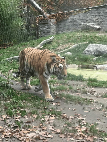 Krakow: Zoo with Hotel Pickup | ®ExcursionMania