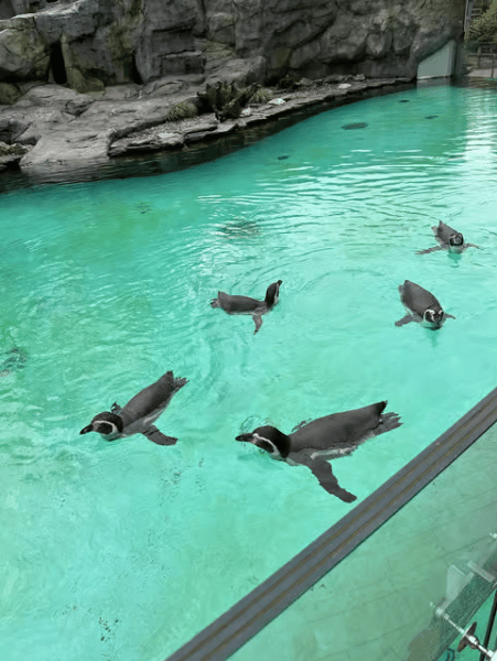 Krakow: Zoo with Hotel Pickup | ®ExcursionMania