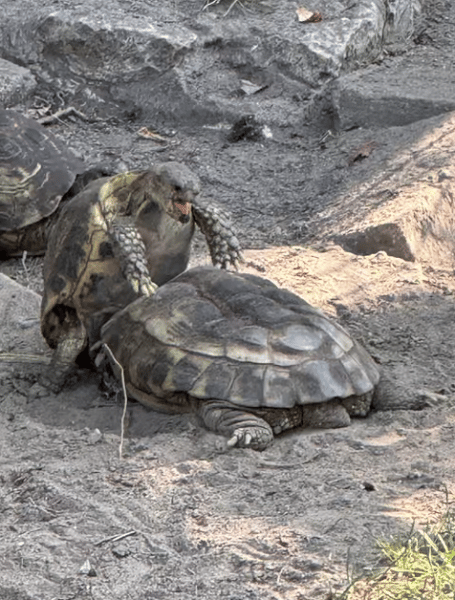 Krakow: Zoo with Hotel Pickup | ®ExcursionMania