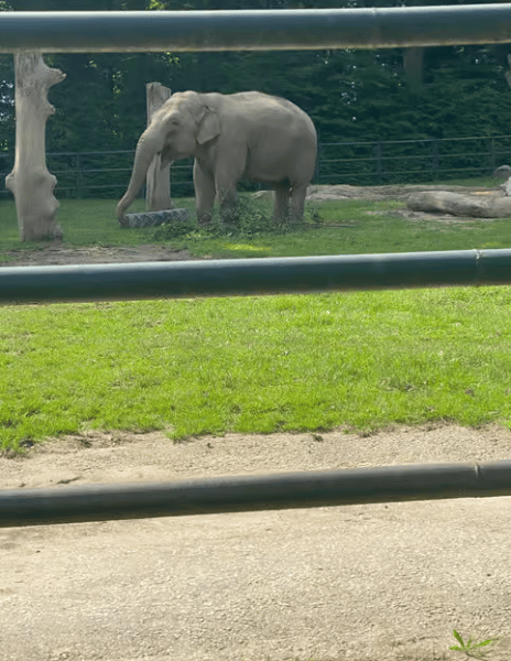 Krakow: Zoo with Hotel Pickup | ®ExcursionMania