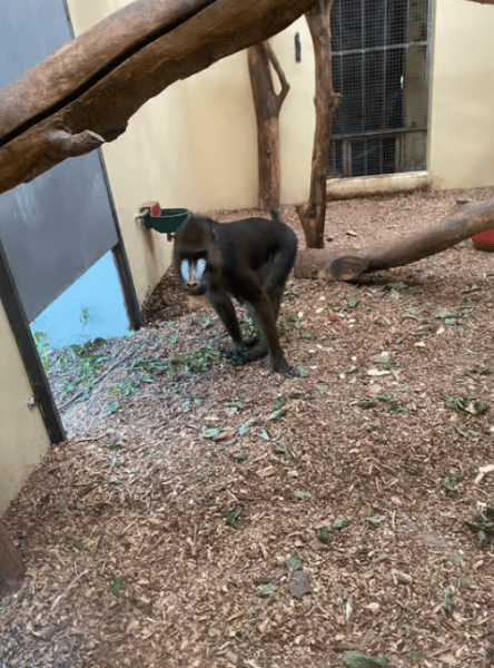 Krakow: Zoo with Hotel Pickup | ®ExcursionMania