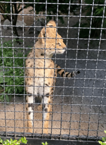 Krakow: Zoo with Hotel Pickup | ®ExcursionMania